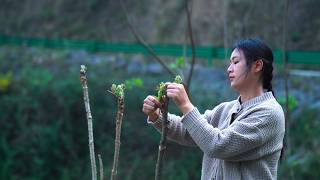 Wild Vegetables In Spring Taste Really Wild