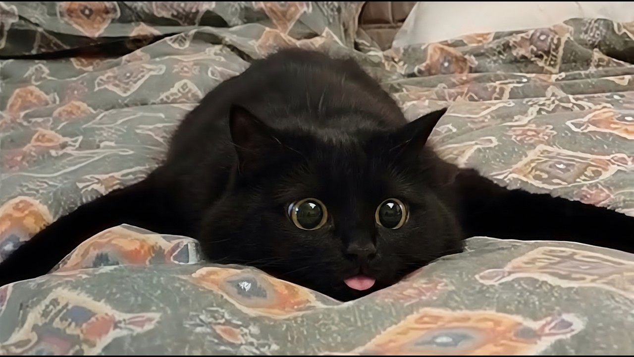CATS: Hilarious Falling, Slipping and Epic Fails - YouTube