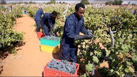 GLOBALink | Tanzanian grape farmer rejoices as local winery plans to tap Chinese market