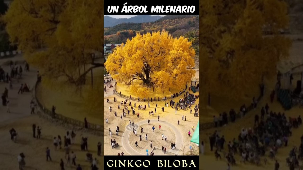Un árbol Milenario