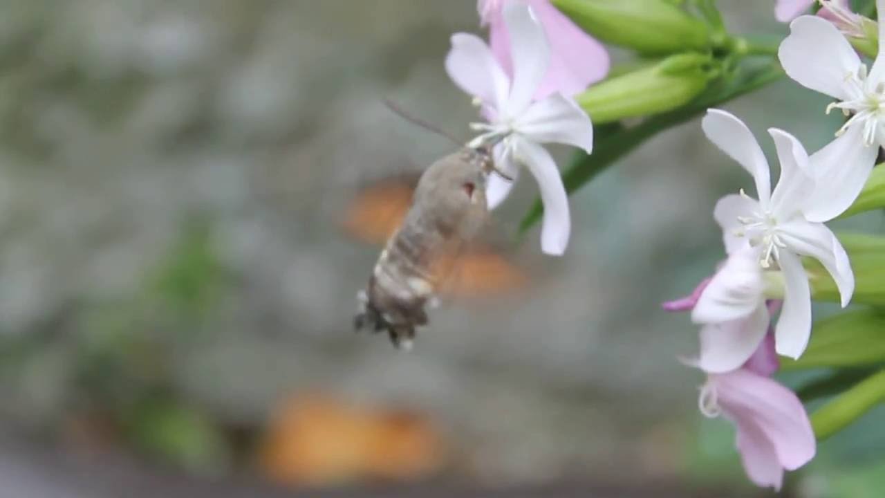 Insetto Colibrì - Sfinge del Galio - Macroglossum stellatarum 3