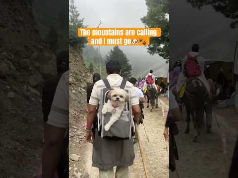 Trekking with Dog#trekking #trendingshorts #shorts #reels #dogs #shihtzu #love