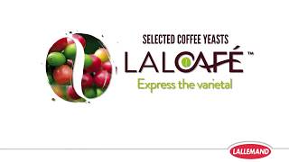 Lalcafe Coffee Yeast Rehydration Inoculation Protocol For Wet Coffee Process