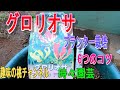 【グロリオサ】プランター栽培 6つのコツ 23/5/22