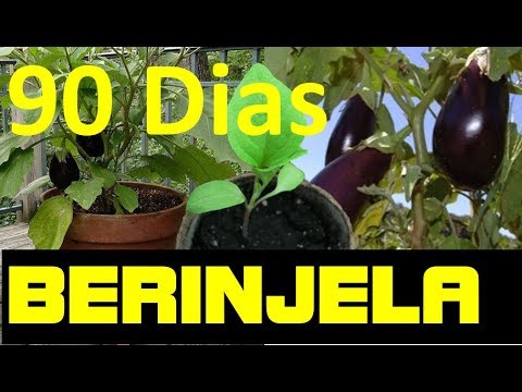 Vídeo: Como A Berinjela Cresce?