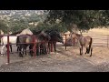 Potros de un año contentos al conocer joven yegua en calor afectivo.horse mating first time semental