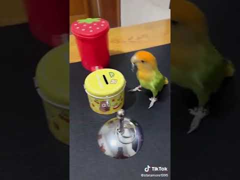 A trained parrot