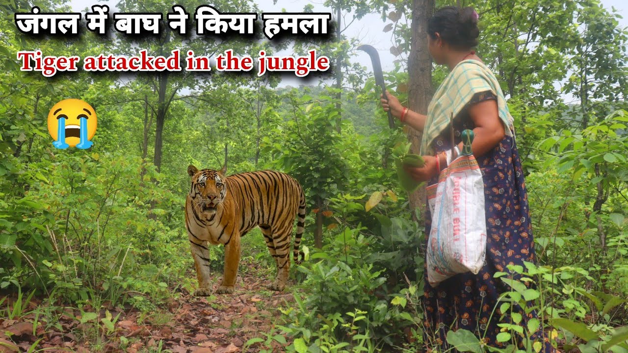 जंगल में बाघ ने किया हमला | Tiger attacked in the jungle | Tiger attack🌲