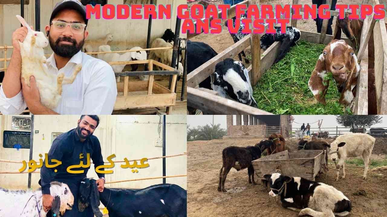 How to Start Profitable Modern Goat Farming 🐐 | Complete Goat Farm Construction | Cheema Dairy Farm