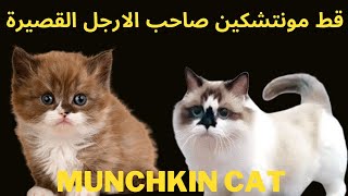 ماذا تعرف عن قط مونتشكين صاحب الارجل القصيرة Munchkin cat