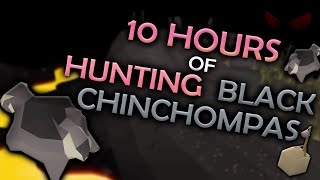 Loot From 10 Hours Of Hunting Black Chinchompas
