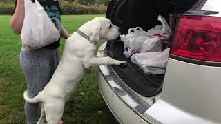 White Lab puppy carries in groceries and opens the fridge