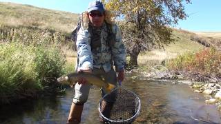 Brown Trout on Hopper 8