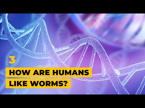 Video: Hoeveel DNA delen mensen met regenwormen?