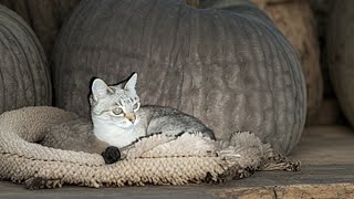 Los Hipnóticos Ojos Fuego de la gata Michina: ¡Una Mirada que Encanta!"