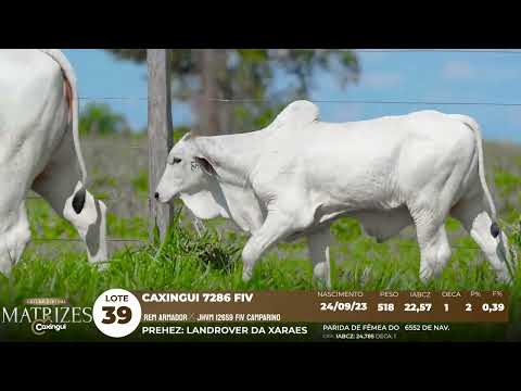 LOTE 39