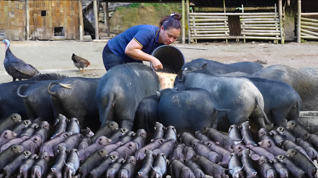How to Cook Sweet Potatoes for my Giant mother pigs and Dogs | LTC - Free Bushcraft