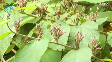 Cây An Xoa - Thảo dược quý trị bệnh gan hiệu quả