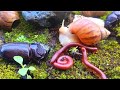Incredible Forest Creatures: Close-Up of Giant Millipede, Snail &amp; Rhino Beetle ​​#ForestCreatures
