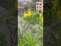 kaner ka paudha gamle me #gardening #blog