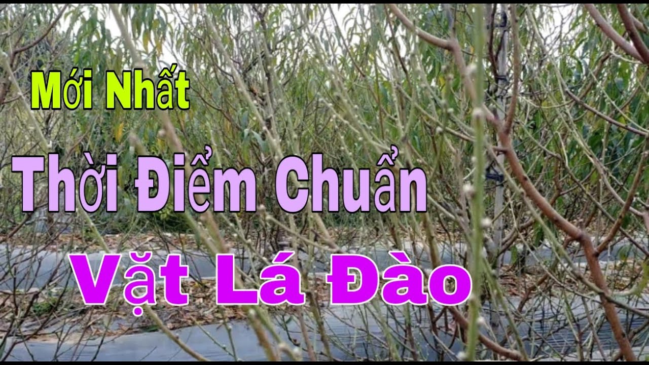 Cách làm đào nở hoa đúng tết. Nông nghiệp Thái Bình