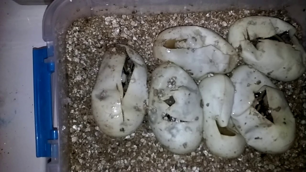 camera iphone 8 plus apk 2017 First clutch out!!!! Normal x spider.