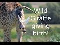 Wild Giraffe giving birth - Kragga Kamma Game Park, South Africa