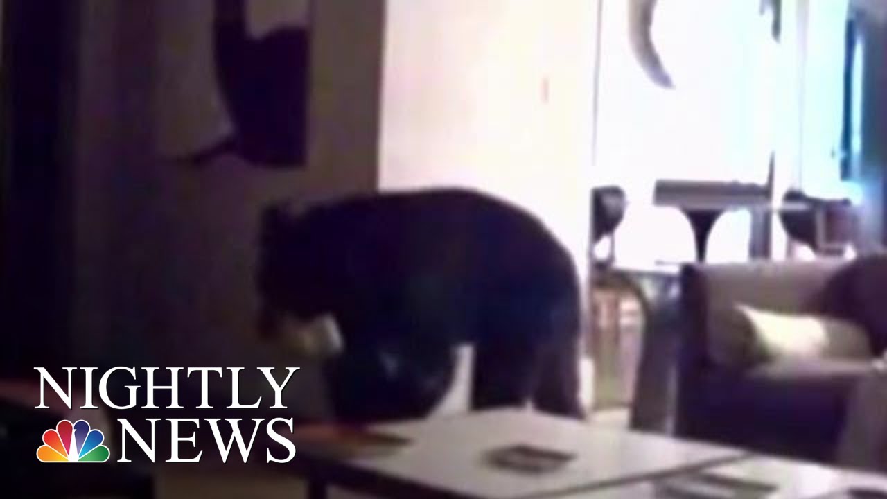 Deputy Comes To Rescue Of Teens After Bear Sneaks Into Vacation Home | NBC Nightly News