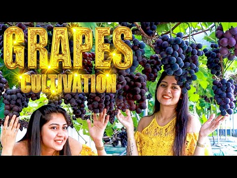 Grapes Cultivation - 포도농장 - ලක්ෂ ගණනින් ලාභ ලබන කොරියන් මිදි වගාව 🍇 Grapes Farm In Korea - Sinhala