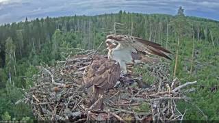 04/07/2016  21:25  LK-kalakotkas2  Delivery of Tench, still flapping