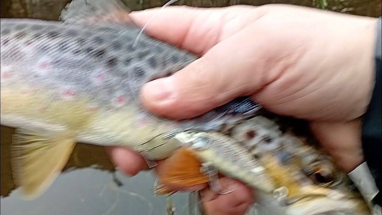 Trout fishing in IRELAND🐟