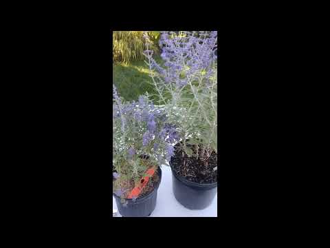 Video: Karyopteris înflorit Până în Toamnă