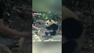 Little Qi Yi VS. Nanny: Water Battle On! | iPanda #shorts
