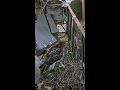 O1 Returns to the #CornellHawks Nest For a Night Of Rest [Time-Lapse] July 15, 2025