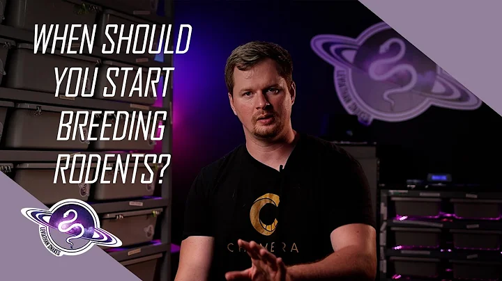 Breeding Rodents Vs. Buying Rodents | Ball Python Business Tips