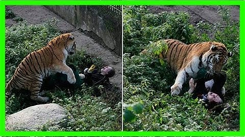 Horrifying moment russian zookeeper is mauled by a tiger