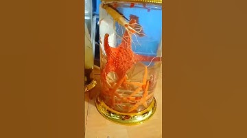 sao biển vi cá ngâm rượu #sao_biển_ngâm_rượu #rượu_cá_ngựa