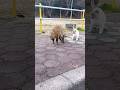 たぬきvs猫~やんのかステップ!