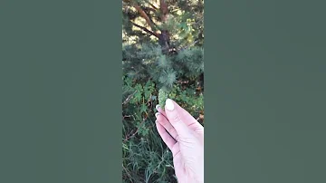 Какие сосновые шишки не рекомендуют употреблять в мёд.