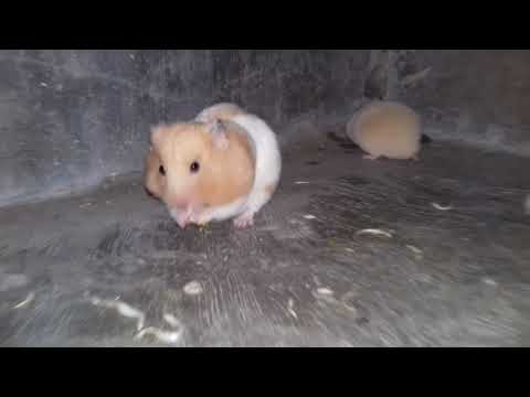 Video: Jinsi Ya Kuweka Hamster Ya Syria