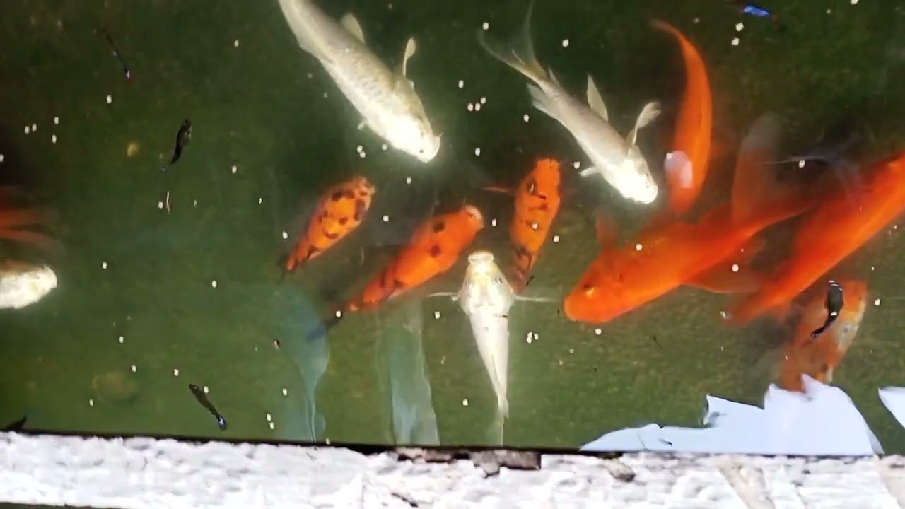 Shyambazar Galiff Street pet Aquarium Fish Market.🐠🐠