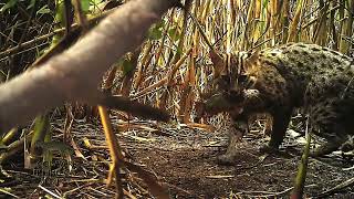 Rare Footage Of A Mother Fishing Cat Teaching Her Kittens To Hunt
