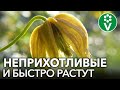 5 САМЫХ НЕПРИХОТЛИВЫХ МНОГОЛЕТНИХ ЛИАН ДЛЯ САДА И ДАЧИ