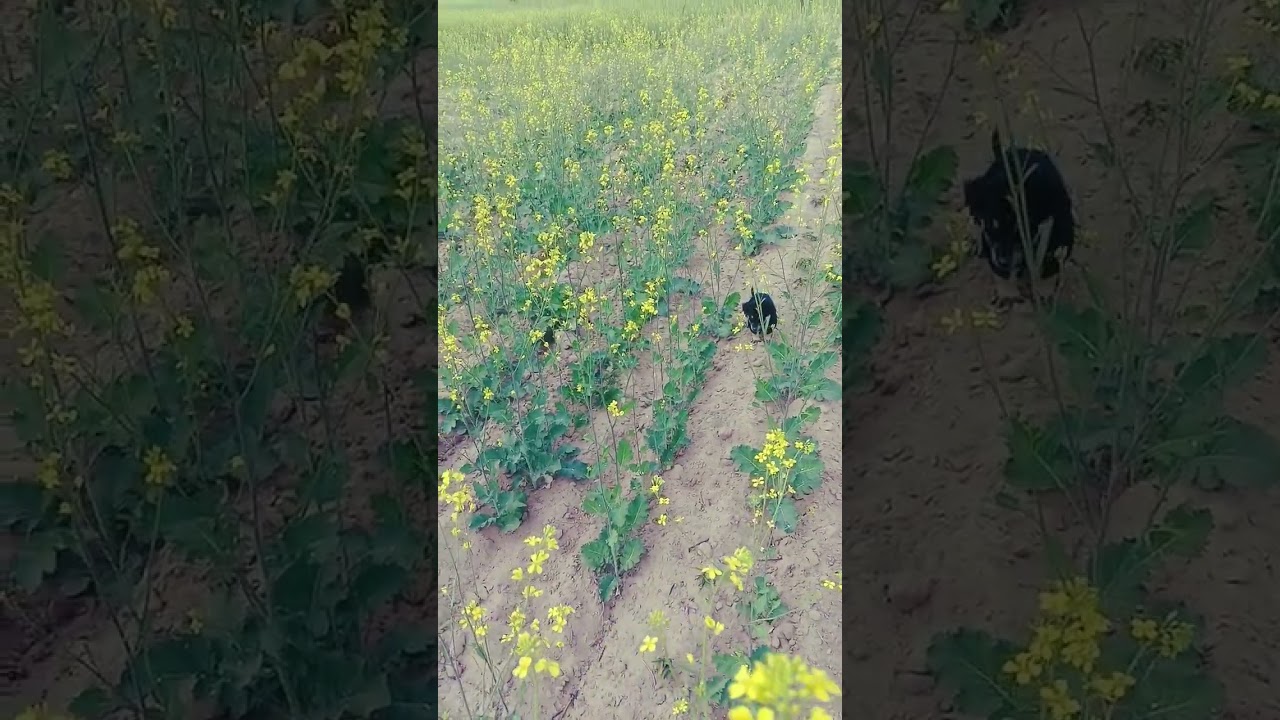 🐕 DOGE KE BACHO KE STHA MASTI ITU SE 🤏 