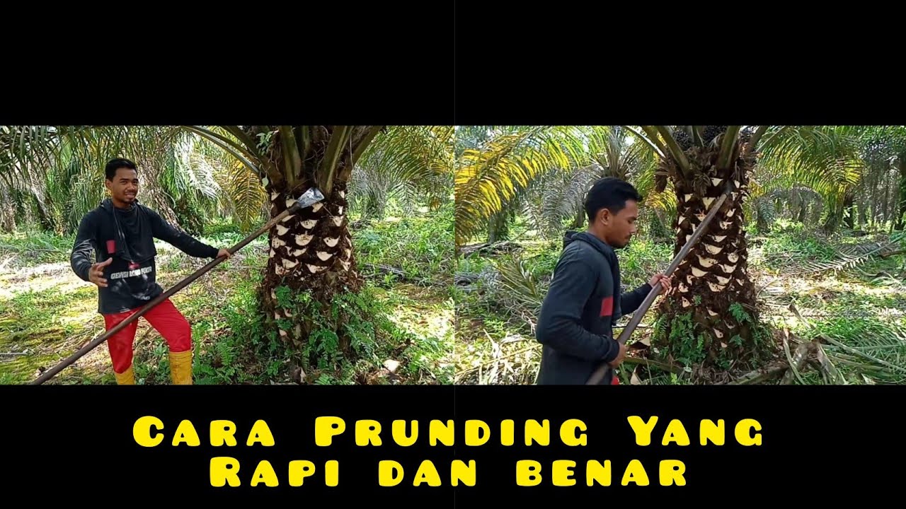 CARA PRUNING/PEMANGKASAN POHON KELAPA SAWIT YANG RAPI DAN BENAR