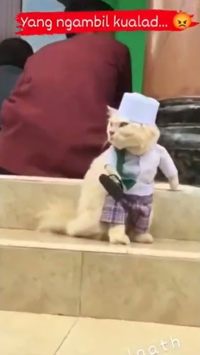 Kucing kehilangan sandal #shorts