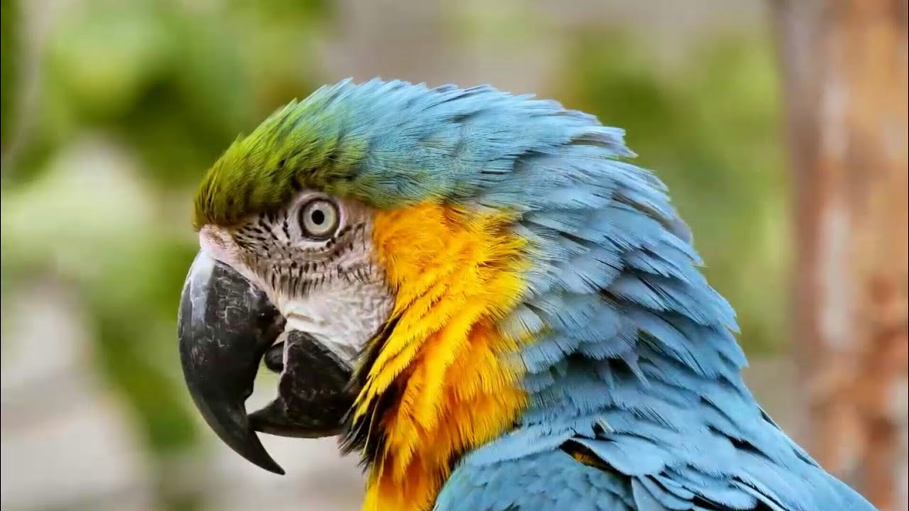 4K VIDEO BIRDS ULTRA HD - YouTube