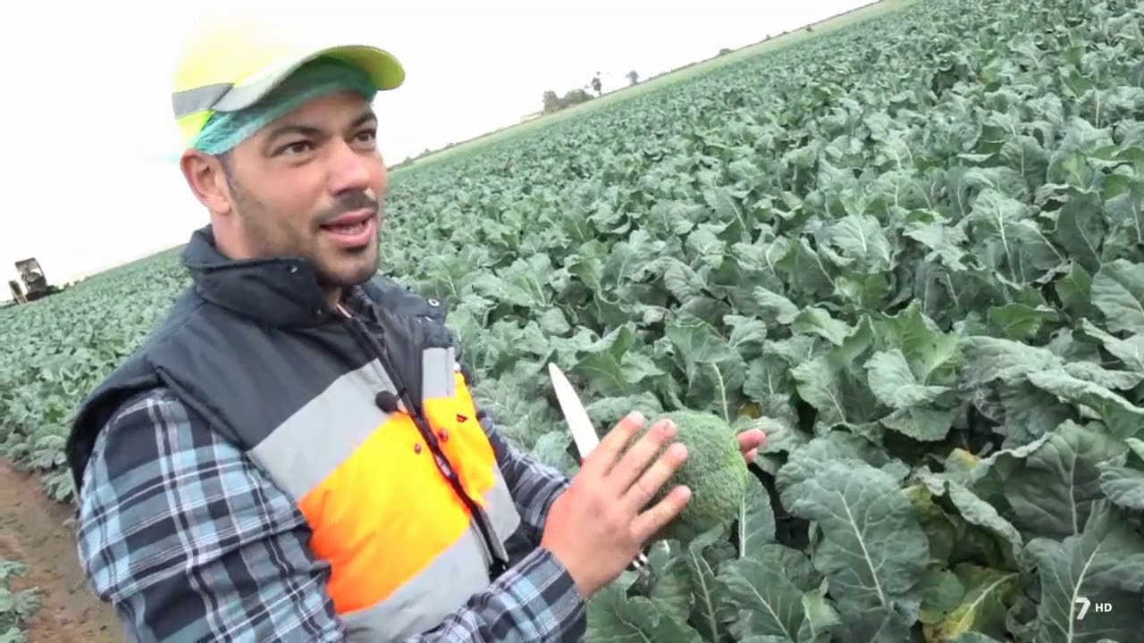 Diario del Campo acompaña a Agromark en la recogida de brócoli