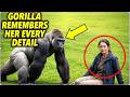She Was Warned Not To Meet The Gorilla She Raised… Just See What It Did Next!