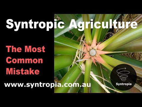 The Most Common Mistake in Syntropic Farming